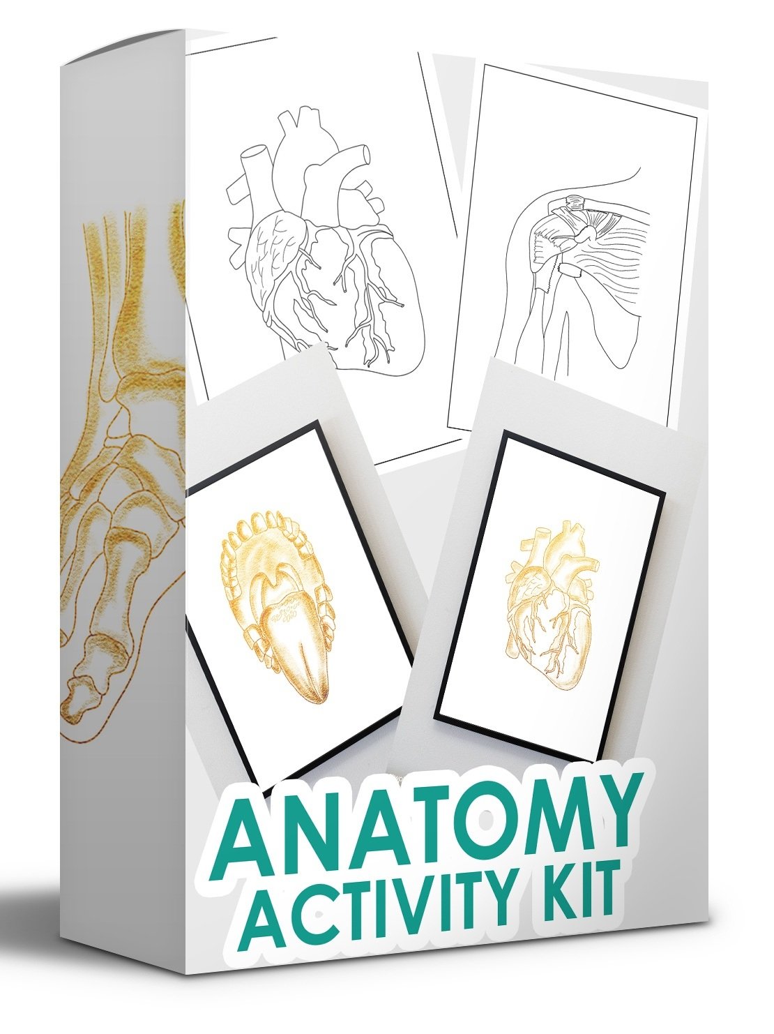 You are currently viewing [GET] Anatomy Activity Kit – Coloring Book Free Download