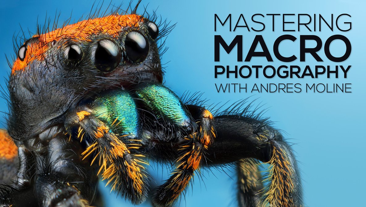 You are currently viewing [SUPER HOT SHARE] Andres Moline – Fstoppers – Mastering Macro Photography Download